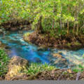 Mangroves, trésors oubliés de la planète